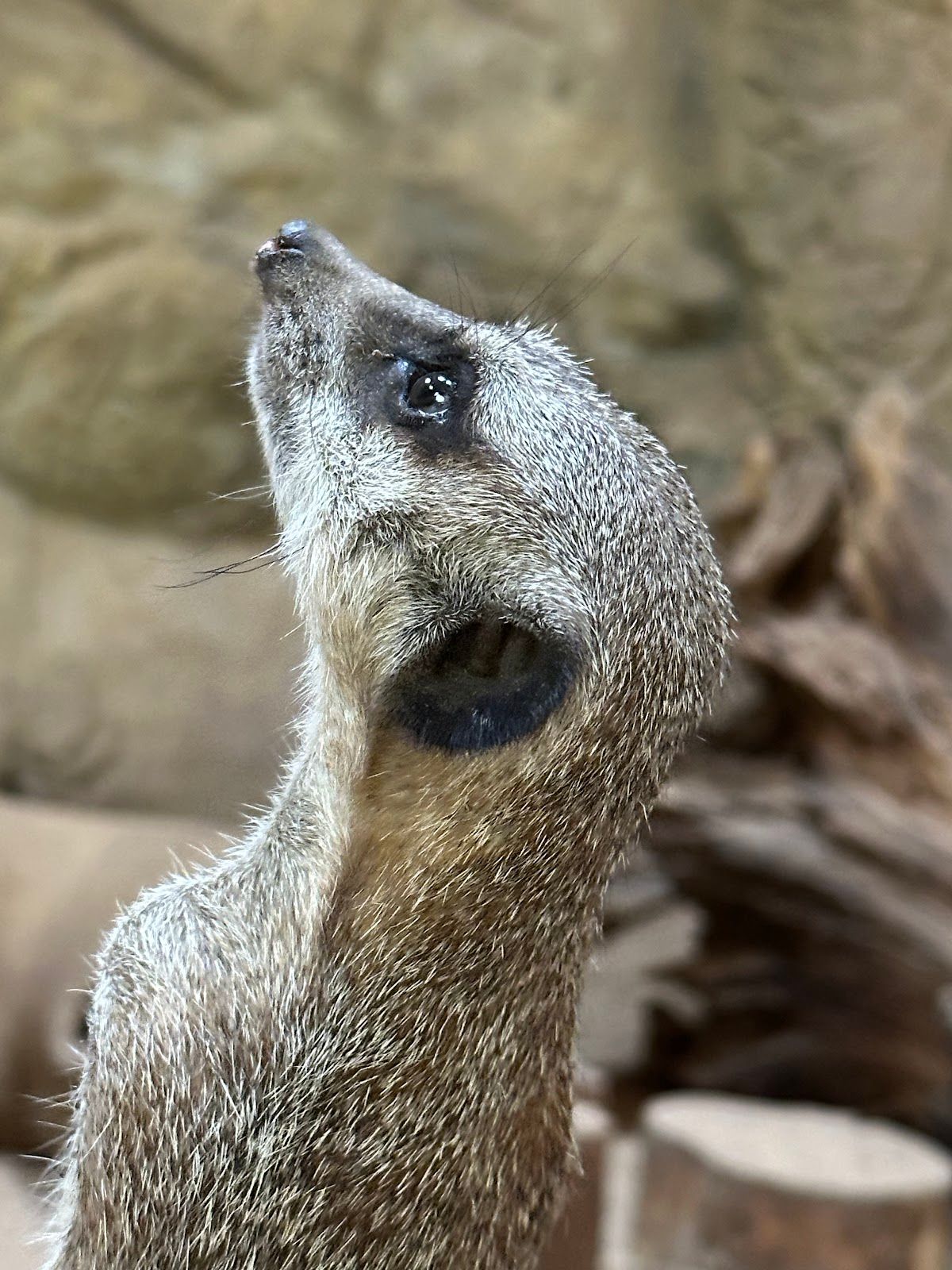 The Sofia Zoo – photo 4