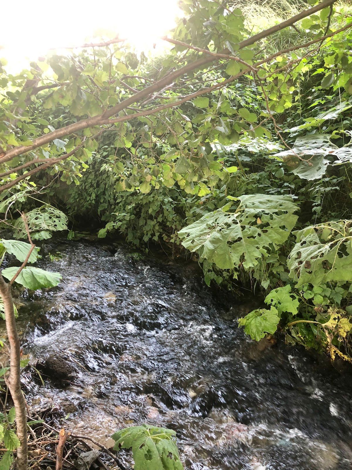 Top of the river – photo 4