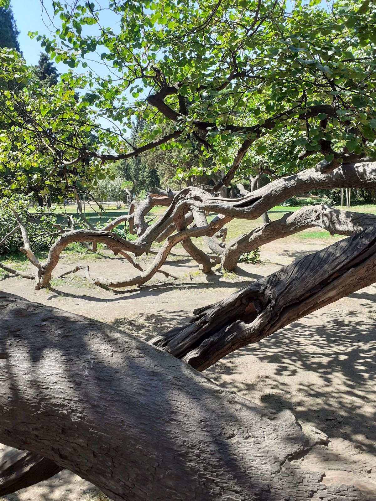 Crooked Tree