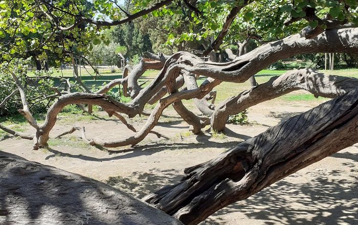 Crooked Tree