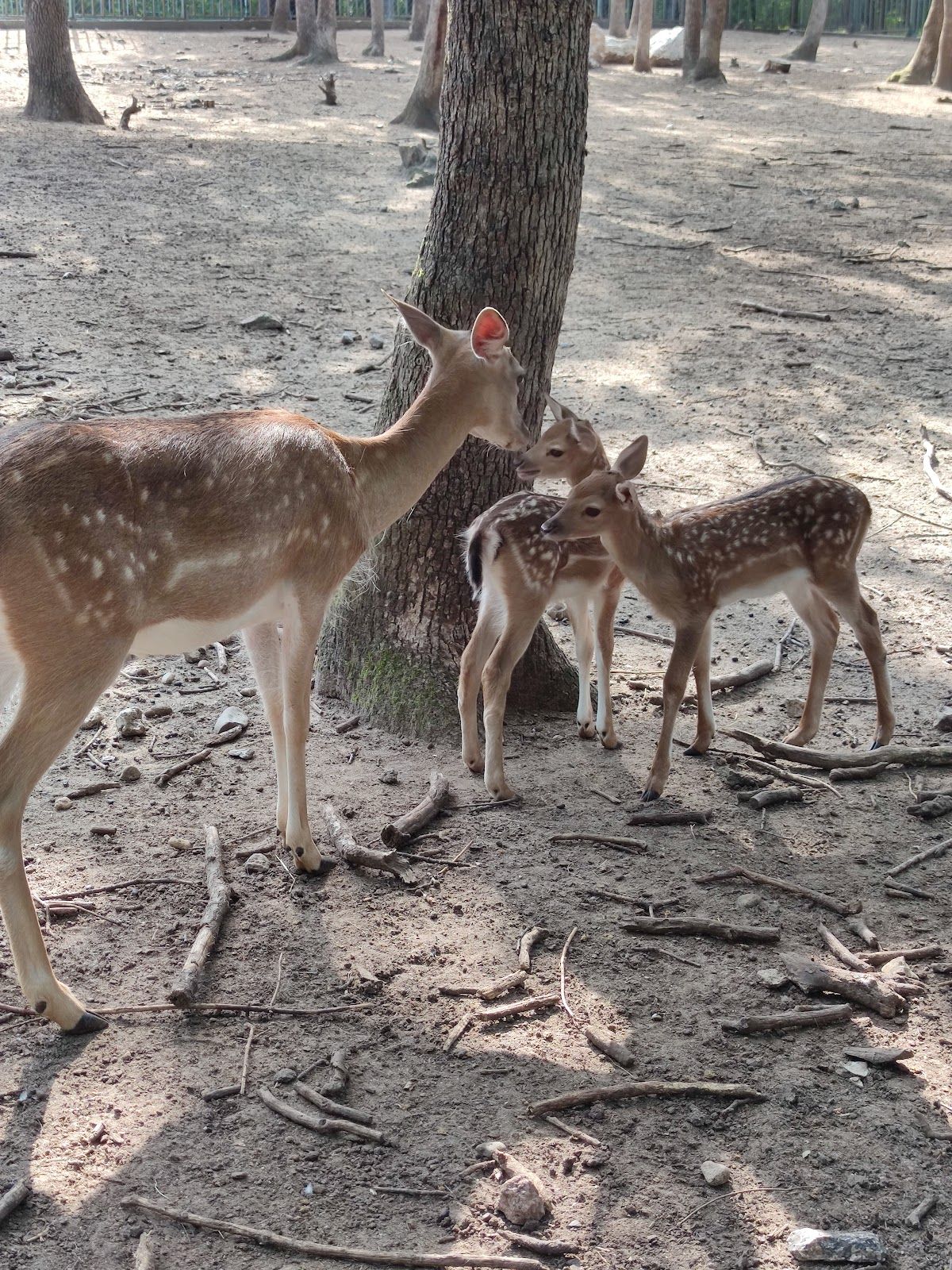Haskovo Zoo – photo 3