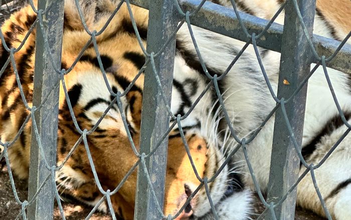 Haskovo Zoo