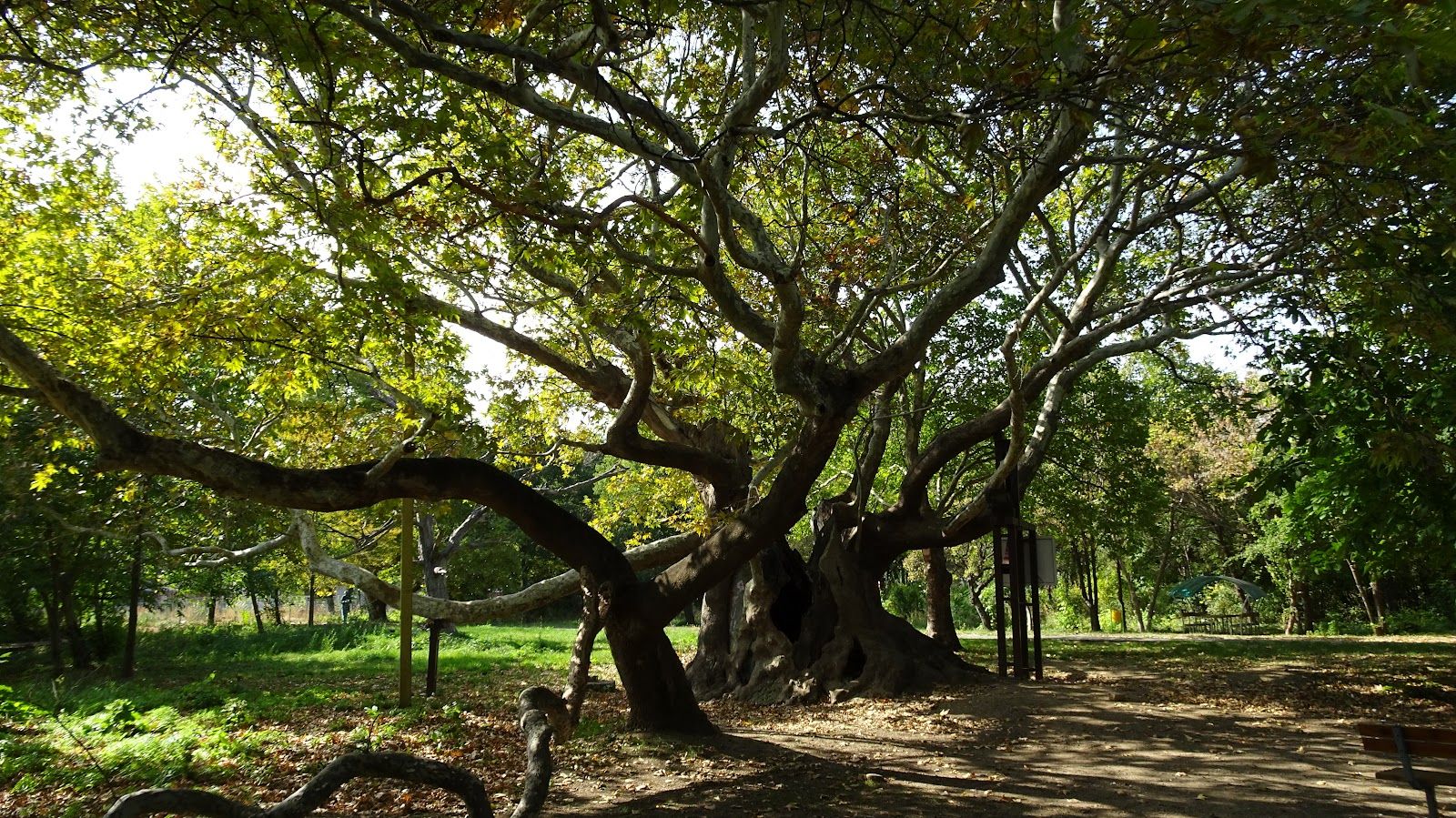 Ancient Plane Tree