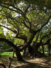 Ancient Plane Tree