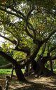 Ancient Plane Tree