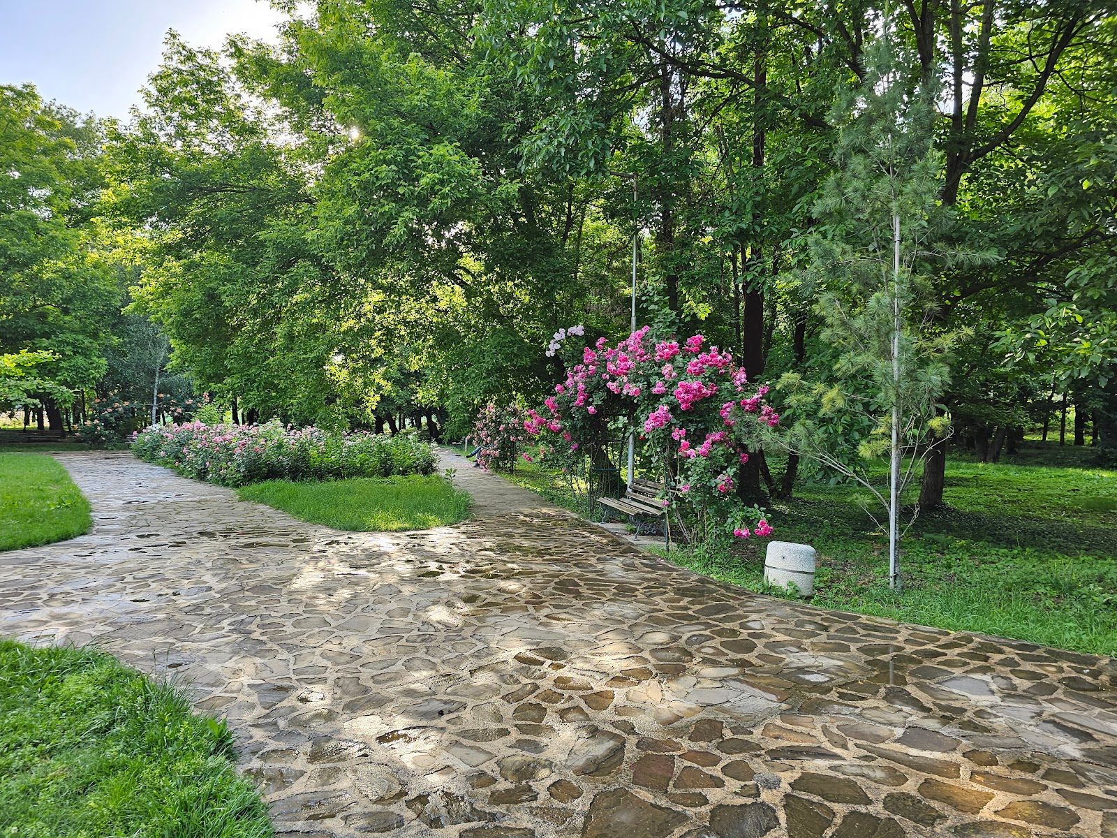 Rose Garden