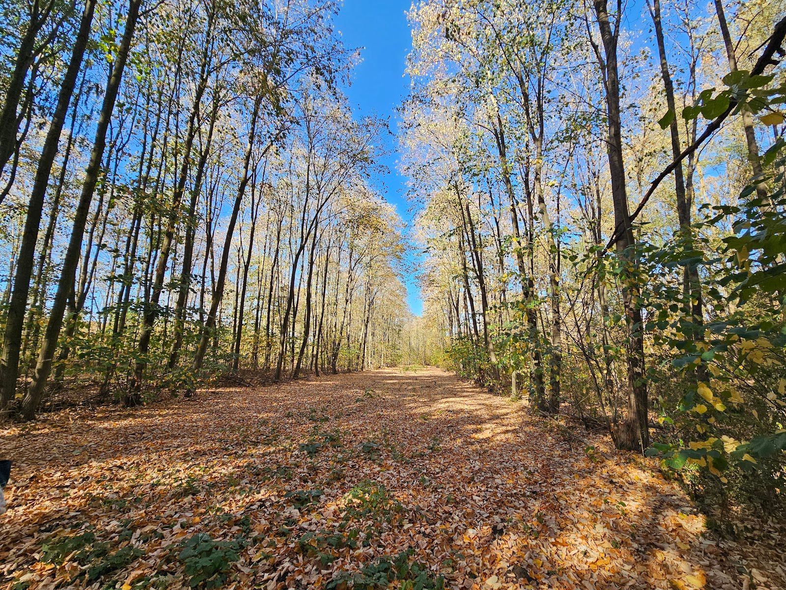“Dabovete” Forest Park