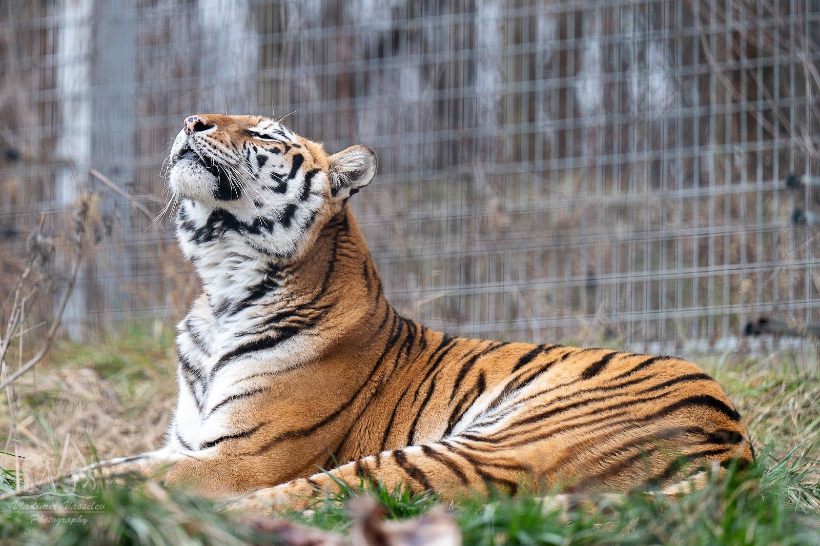 The Sofia Zoo