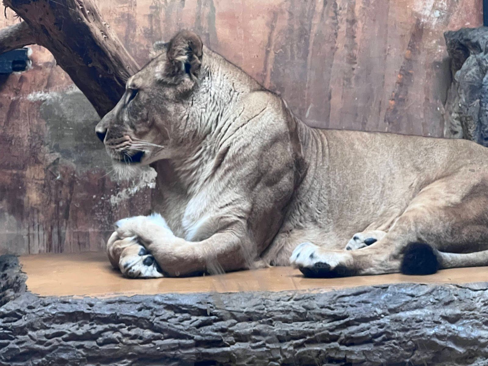 The Sofia Zoo – photo 2