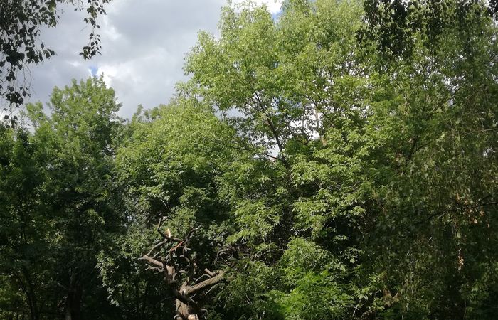 Градинка "Водната кула" – снимка 4