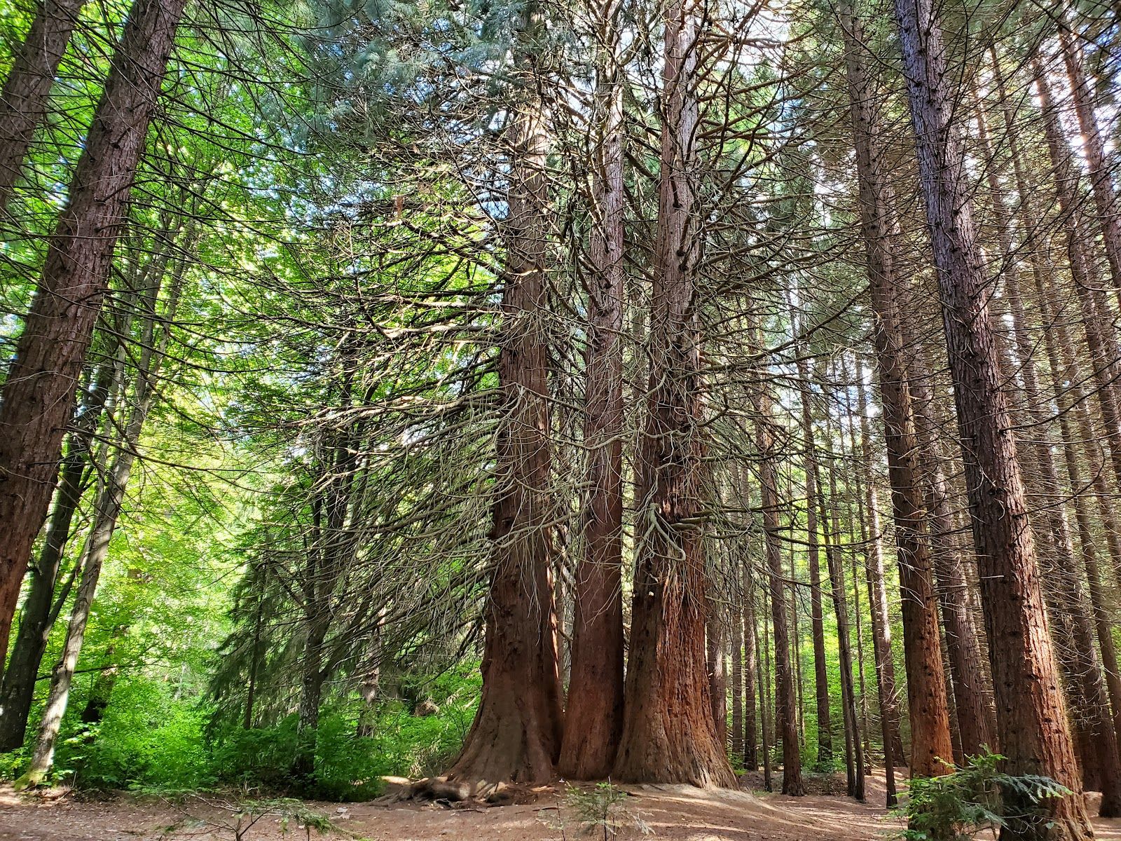 The Ancient Sequoias of Yuchbunar