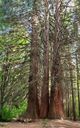 The Ancient Sequoias of Yuchbunar