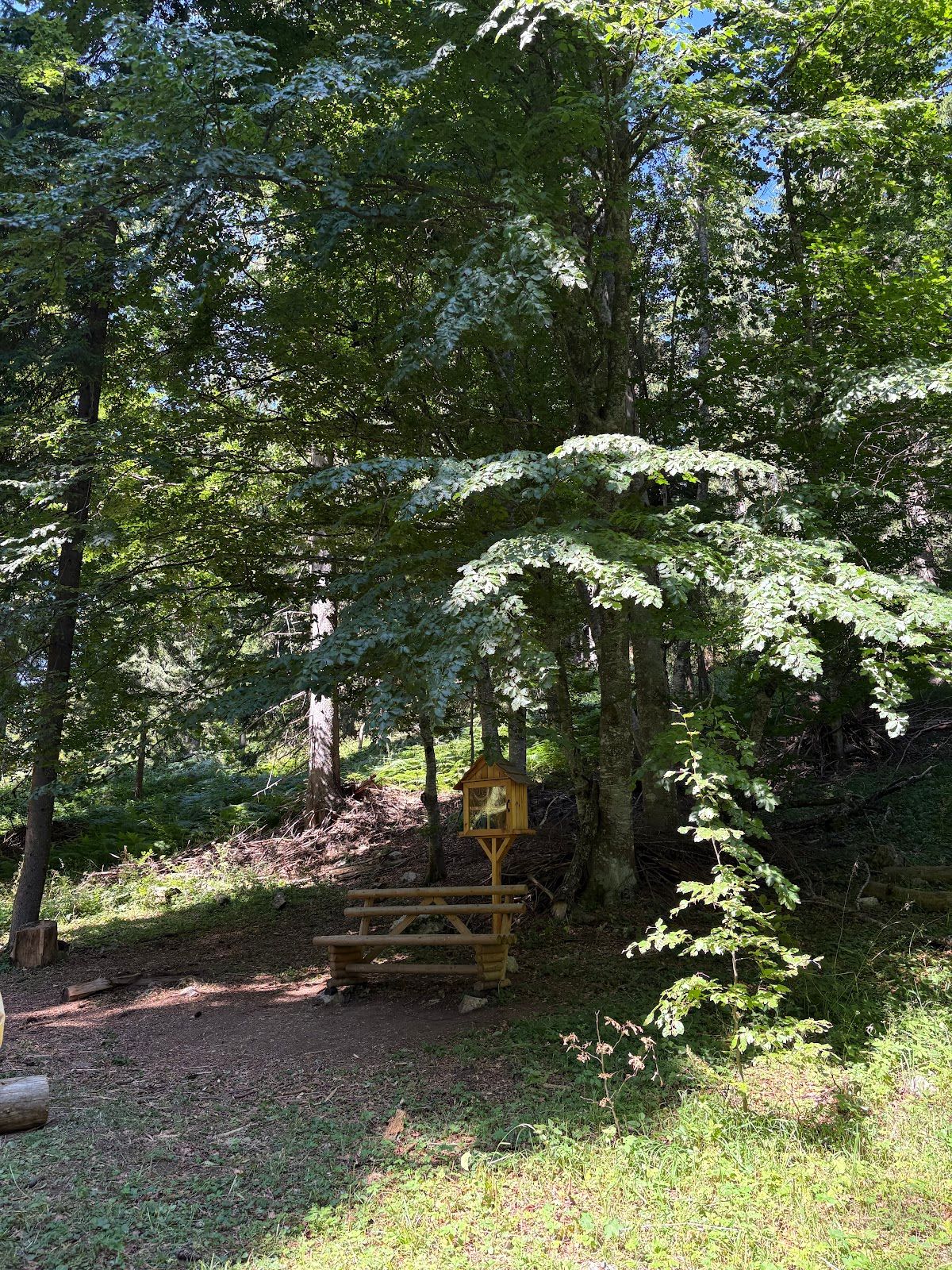 The Family Forest Trail – photo 3