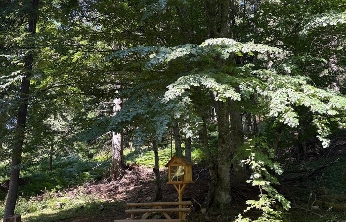 The Family Forest Trail – photo 3
