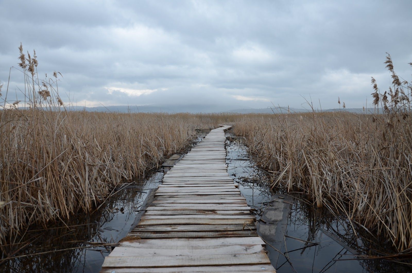 Dragoman Marsh