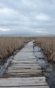 Dragoman Marsh