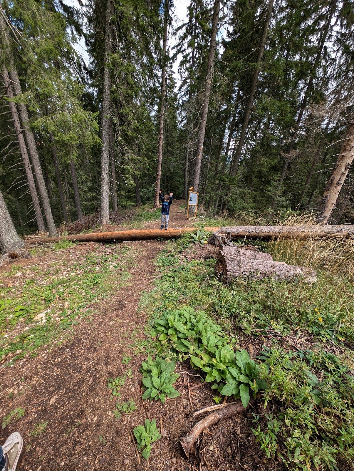 The Family Forest Trail – photo 4
