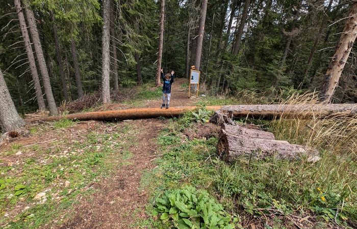 The Family Forest Trail – photo 4