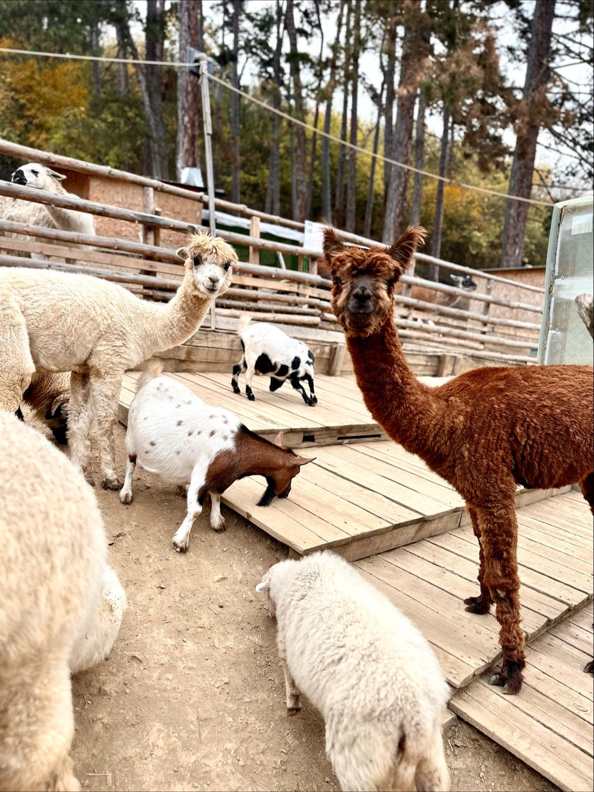 Alis Petting Zoo