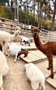 Alis Petting Zoo